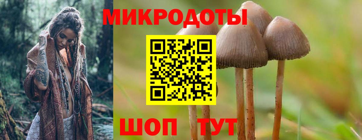 Псилоцибиновые грибы Cubensis Заводоуковск